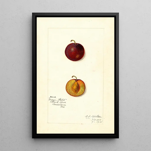 Reproduktion af maleriet Prunus domestica Mammoth Gold - Amanda Almira Newton