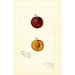 Reproduktion af maleriet Prunus domestica Mammoth Gold - Amanda Almira Newton