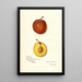 Reproduktion af maleriet Prunus domestica Prinlew - Amanda Almira Newton