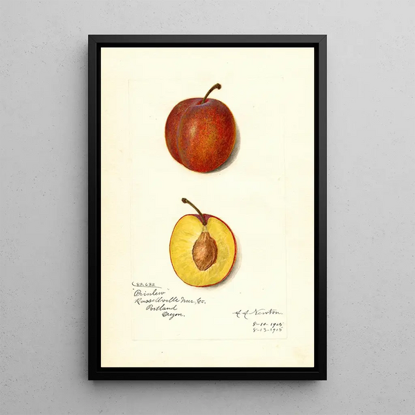 Reproduktion af maleriet Prunus domestica Prinlew - Amanda Almira Newton
