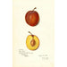 Reproduktion af maleriet Prunus domestica Prinlew - Amanda Almira Newton