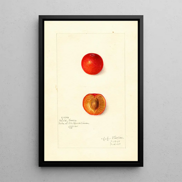 Reproduktion af maleriet Prunus domestica Wild Goose - Amanda Almira Newton