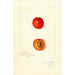 Reproduktion af maleriet Prunus domestica Wild Goose - Amanda Almira Newton