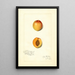 Reproduktion af maleriet Prunus mume Chas - Amanda Almira Newton