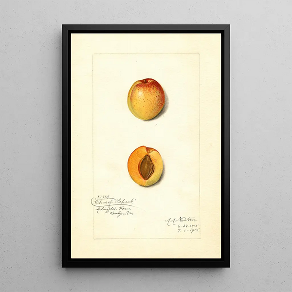 Reproduktion af maleriet Prunus mume Chas - Amanda Almira Newton