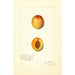 Reproduktion af maleriet Prunus mume Chas - Amanda Almira Newton