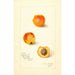 Prunus mume Variété 9834 - Amanda Almira Newton — visning af kunstværket