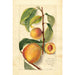 Prunus persica - Amanda Almira Newton — visning af kunstværket
