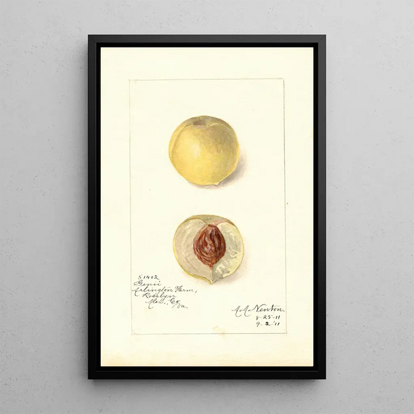 Reproduktion af maleriet Prunus persica Genii - Amanda Almira Newton