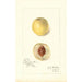 Reproduktion af maleriet Prunus persica Genii - Amanda Almira Newton