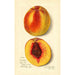 Prunus persica J - Amanda Almira Newton — visning af kunstværket
