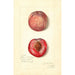 Prunus persica Japan Blood - Amanda Almira Newton — visning af kunstværket