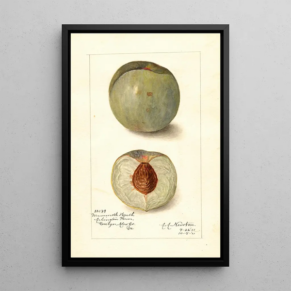Reproduktion af maleriet Prunus persica Mammoth Heath - Amanda Almira Newton