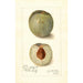 Reproduktion af maleriet Prunus persica Mammoth Heath - Amanda Almira Newton