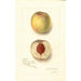 Prunus persica Sans Nom - Amanda Almira Newton — visning af kunstværket