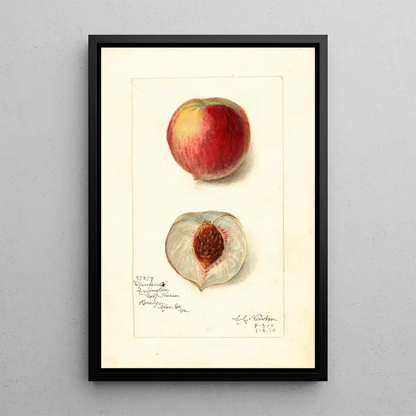 Reproduktion af maleriet Prunus persica Opulent - Amanda Almira Newton