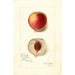 Reproduktion af maleriet Prunus persica Opulent - Amanda Almira Newton