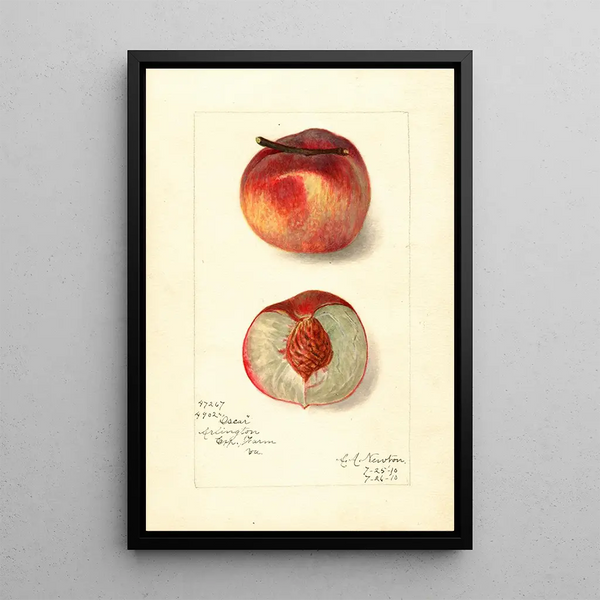 Reproduktion af maleriet Prunus persica Oscar - Amanda Almira Newton