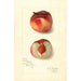 Reproduktion af maleriet Prunus persica Oscar - Amanda Almira Newton