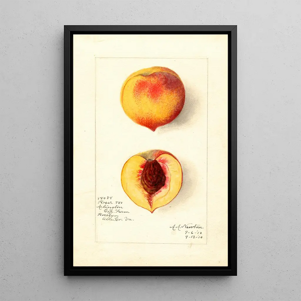 Reproduktion af maleriet Prunus persica Roser - Amanda Almira Newton