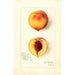 Reproduktion af maleriet Prunus persica Roser - Amanda Almira Newton