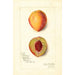Prunus persica Slappy - Amanda Almira Newton — visning af kunstværket