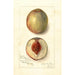 Prunus persica Southern Early - Amanda Almira Newton — visning af kunstværket