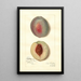 Reproduktion af maleriet Prunus persica Steadley - Amanda Almira Newton