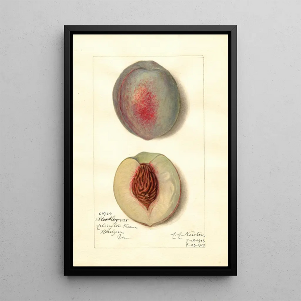 Reproduktion af maleriet Prunus persica Steadley - Amanda Almira Newton