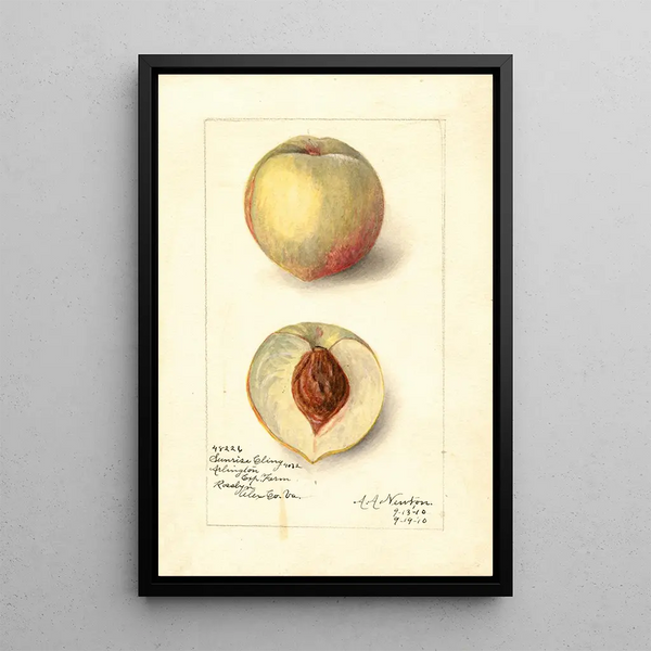 Reproduktion af maleriet Prunus persica Sunrise Cling - Amanda Almira Newton