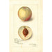 Reproduktion af maleriet Prunus persica Sunrise Cling - Amanda Almira Newton