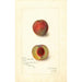Prunus persica Yellow Rare Ripe - Amanda Almira Newton — visning af kunstværket