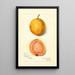 Reproduktion af maleriet Psidium guajava Goyave - Amanda Almira Newton