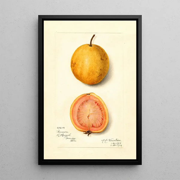Reproduktion af maleriet Psidium guajava Goyave - Amanda Almira Newton