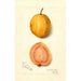 Reproduktion af maleriet Psidium guajava Goyave - Amanda Almira Newton
