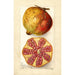 Punica granatum - Amanda Almira Newton — visning af kunstværket