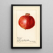 Reproduktion af maleriet Punica granatum Wonderful - Amanda Almira Newton