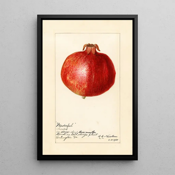 Reproduktion af maleriet Punica granatum Wonderful - Amanda Almira Newton