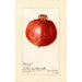 Reproduktion af maleriet Punica granatum Wonderful - Amanda Almira Newton