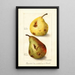 Reproduktion af maleriet Pyrus communis - Amanda Almira Newton
