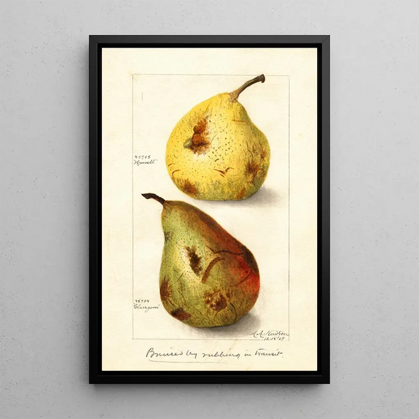 Reproduktion af maleriet Pyrus communis - Amanda Almira Newton