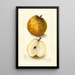 Reproduktion af maleriet Pyrus communis Easter - Amanda Almira Newton