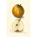 Reproduktion af maleriet Pyrus communis Easter - Amanda Almira Newton