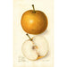Pyrus communis Japan Golden Russet - Amanda Almira Newton — visning af kunstværket
