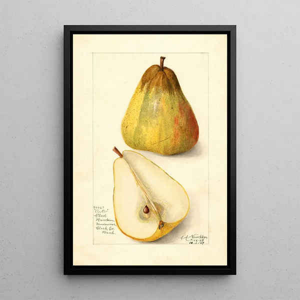 Reproduktion af maleriet Pyrus communis Souvenir du Congrès - Amanda Almira Newton