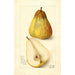 Reproduktion af maleriet Pyrus communis Souvenir du Congrès - Amanda Almira Newton