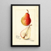 Reproduktion af maleriet Pyrus communis Wilder Early - Amanda Almira Newton