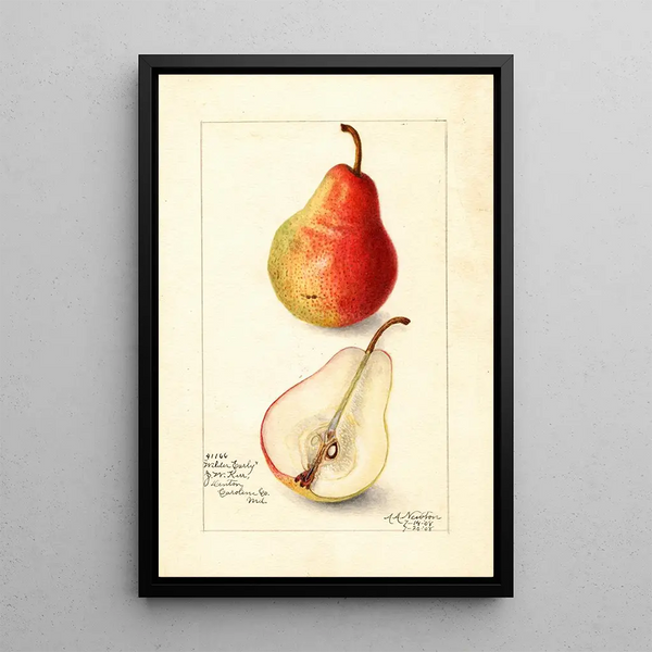 Reproduktion af maleriet Pyrus communis Wilder Early - Amanda Almira Newton