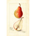 Reproduktion af maleriet Pyrus communis Wilder Early - Amanda Almira Newton