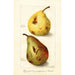 Reproduktion af maleriet Pyrus communis - Amanda Almira Newton